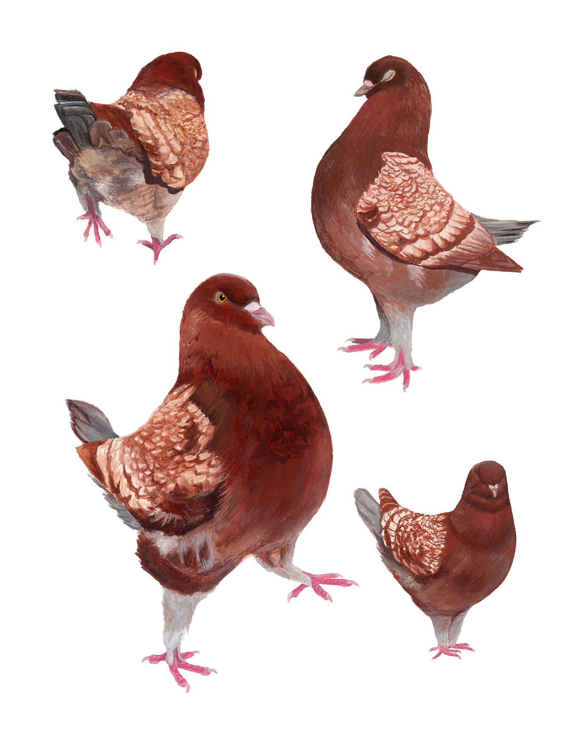 Merlot the Pigeon - fine art print product image (1)