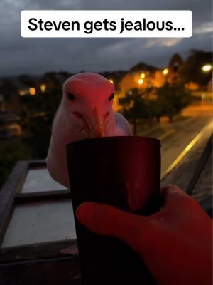 Steven you have such a special place in my heart ❤️ #fyp #foryou #seagull #feedingsteven #birds