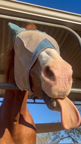 This guy knows how to savor the flavor of a treat! #asmr #horse #horsetreat #quarterhorse #soundon