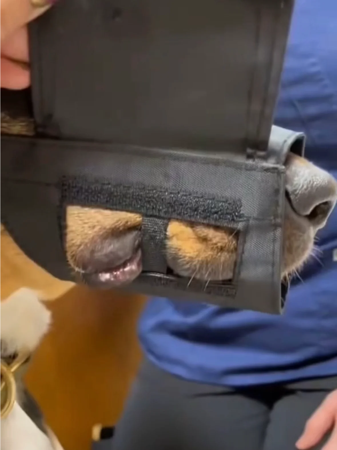 Dental Exam/ Tooth Brushing Muzzles for Dogs and Cats product image (1)