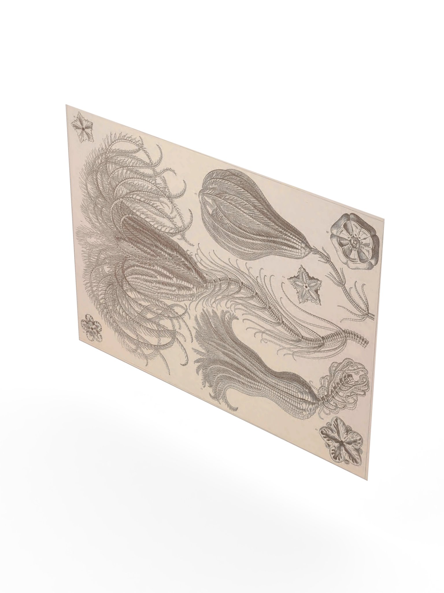 Crinoidea, Plate 20 – Haeckel Poster product image (8)