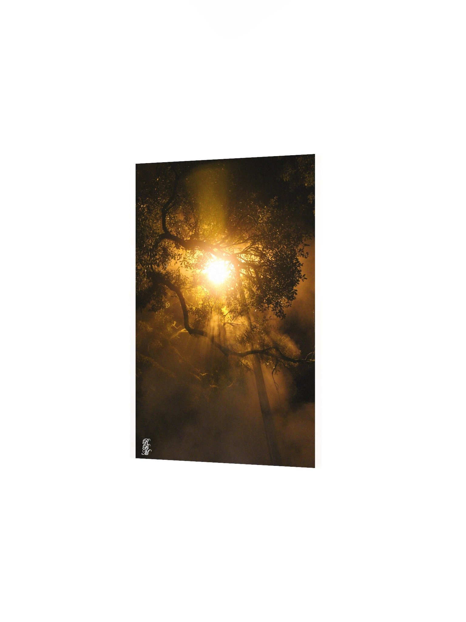 Light through Tree Branches product image (8)