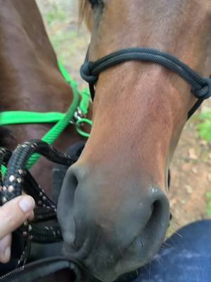 Perfect baby boys going for a trail ride today  #babyhorse #horsetraining #arabianhorse #horsegirl #lgbtequestrian 