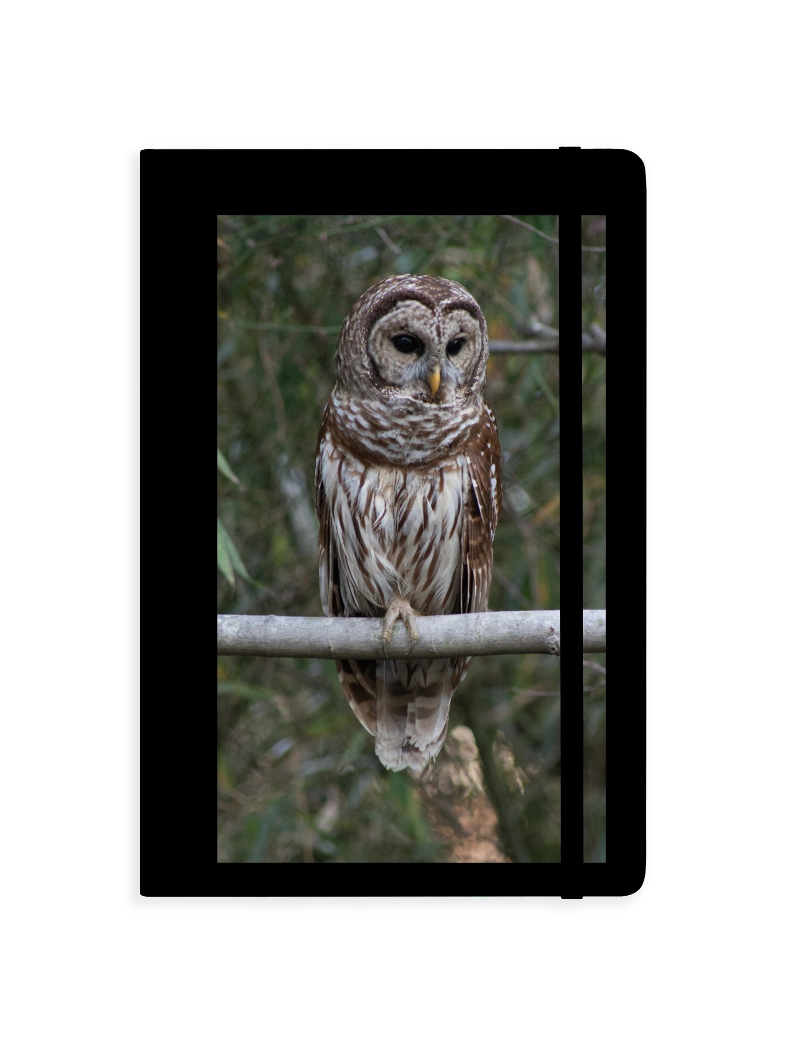 Barred Owl Hardcover Bound Notebook product image (1)