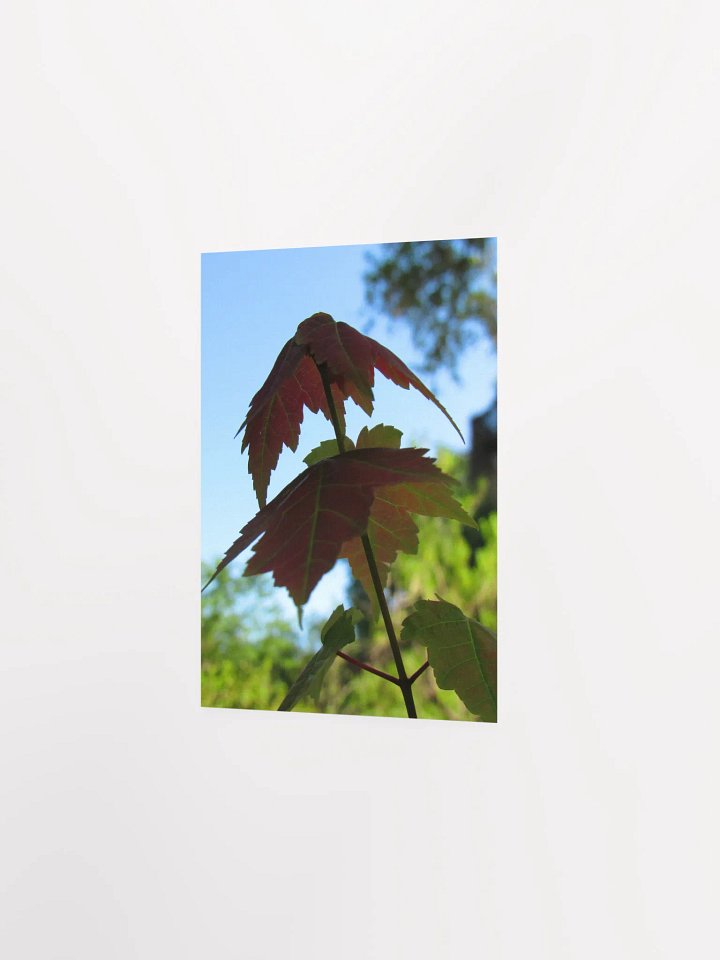 Maple Leaf product image (20)