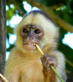 Tier 2: Capuchin tier thumbnail