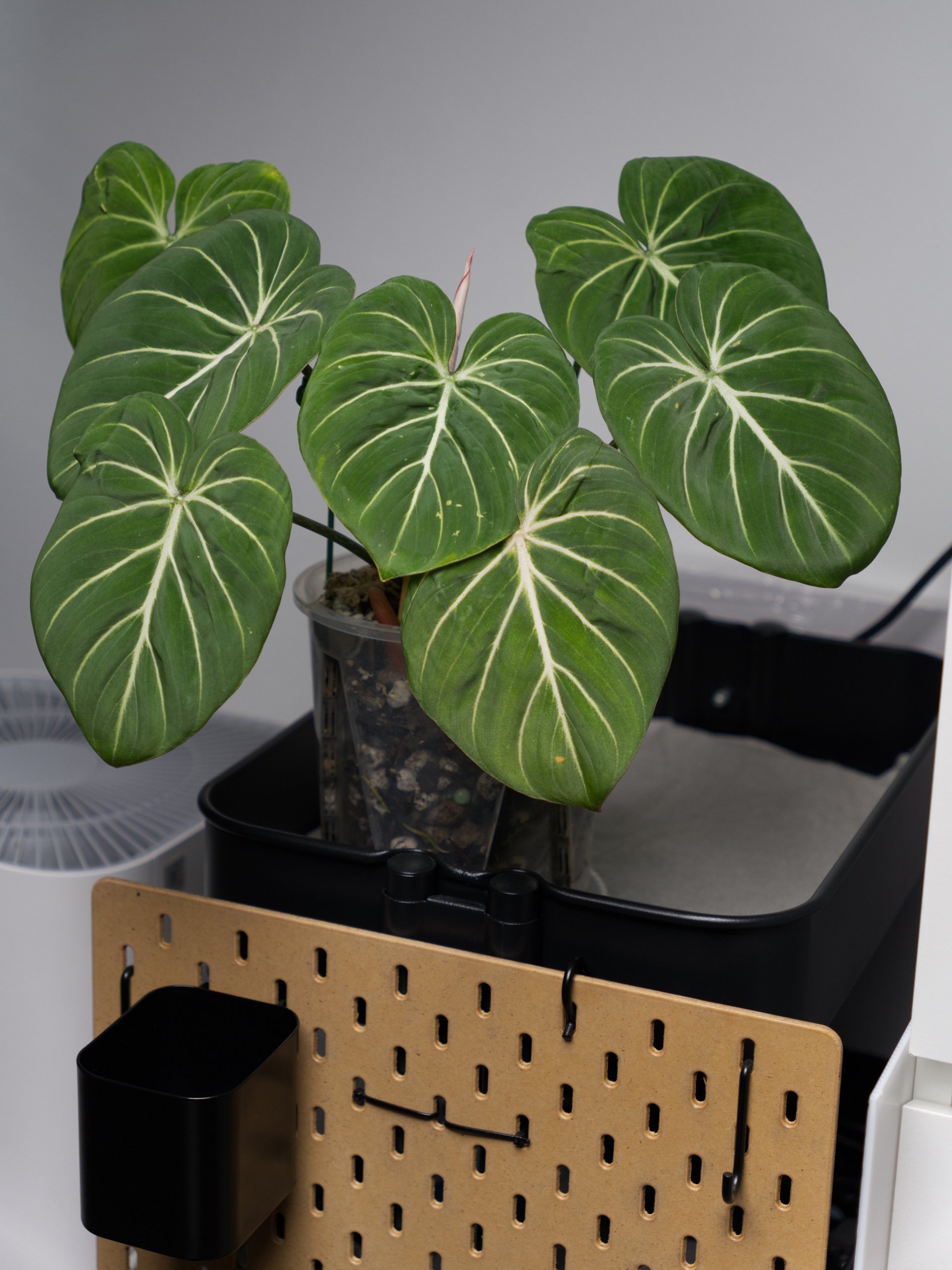 Philodendron Gloriosum Wallpaper product image (4)