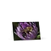 "Flower Power Nap" (Blank Card)
