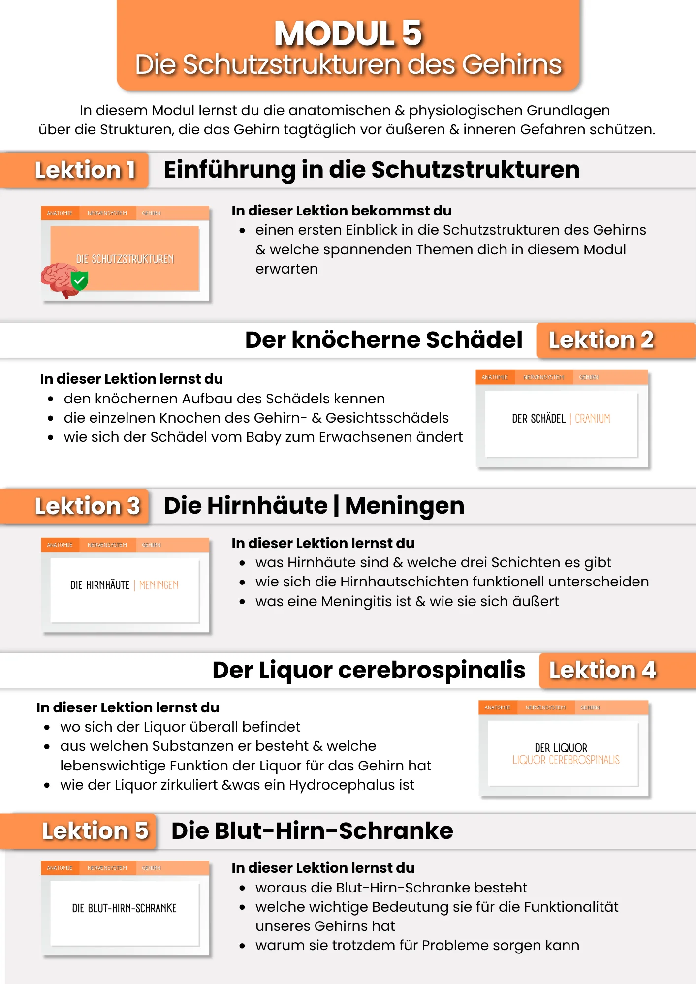 Das Gehirn | der Grundlagenkurs product image (7)