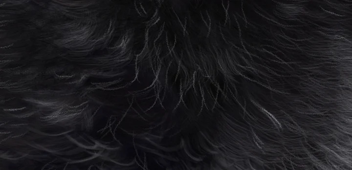 Digital file: Oreo the Labradoodle product image (2)