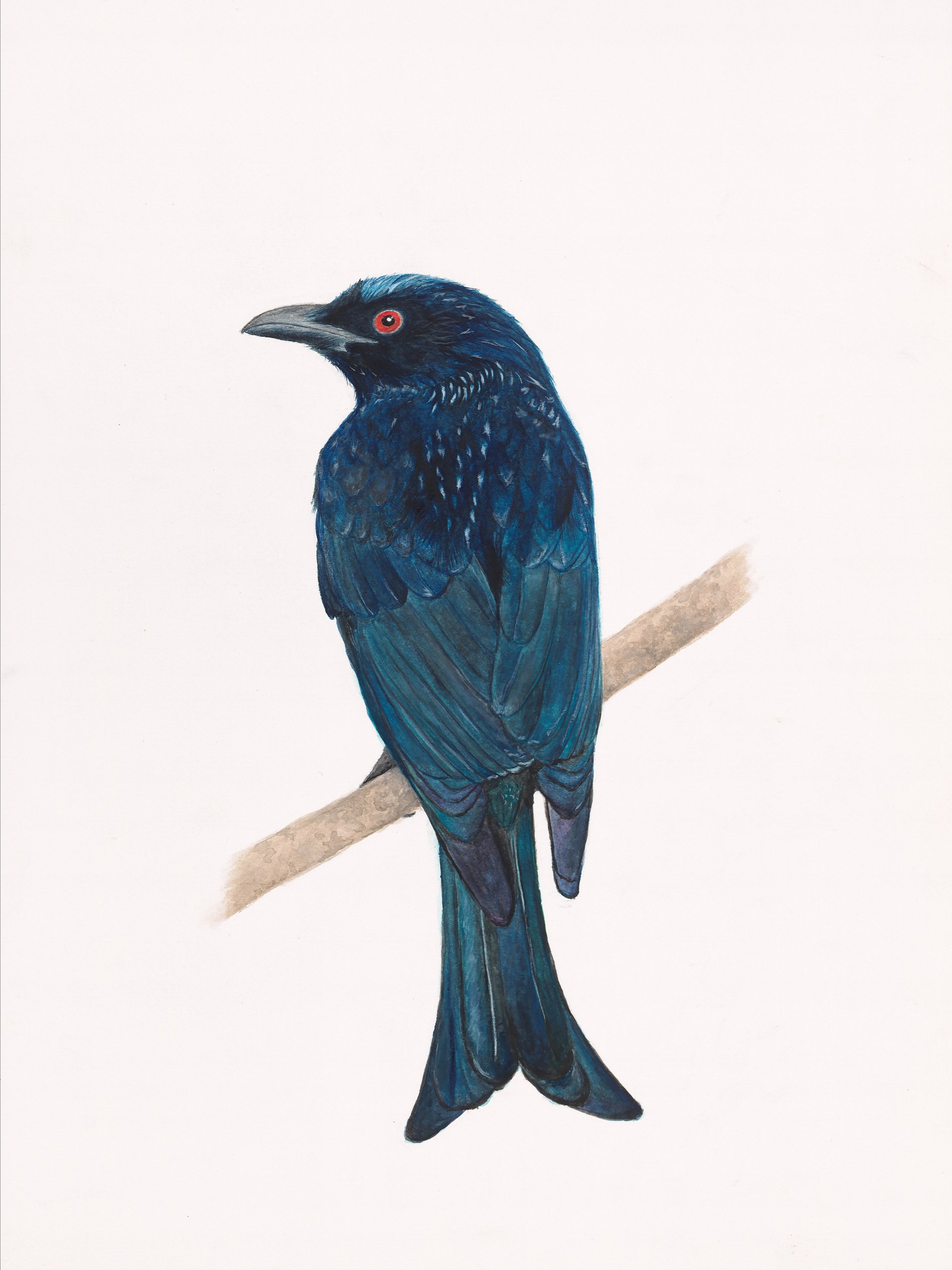 Spangled Drongo - giclée print product image (1)
