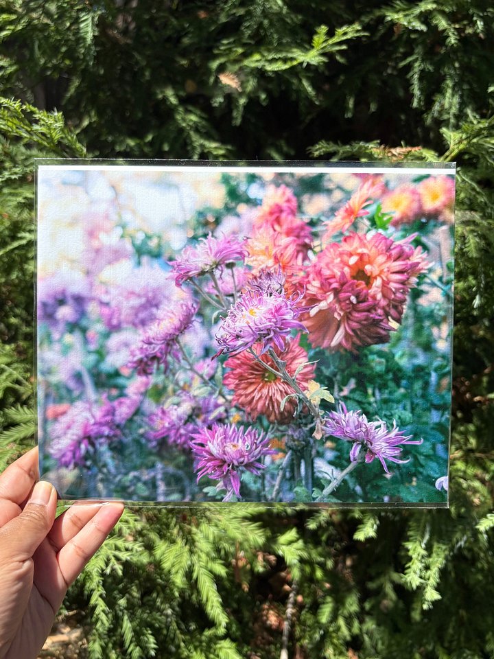 Chrysanthemum Garden Print product image (1)