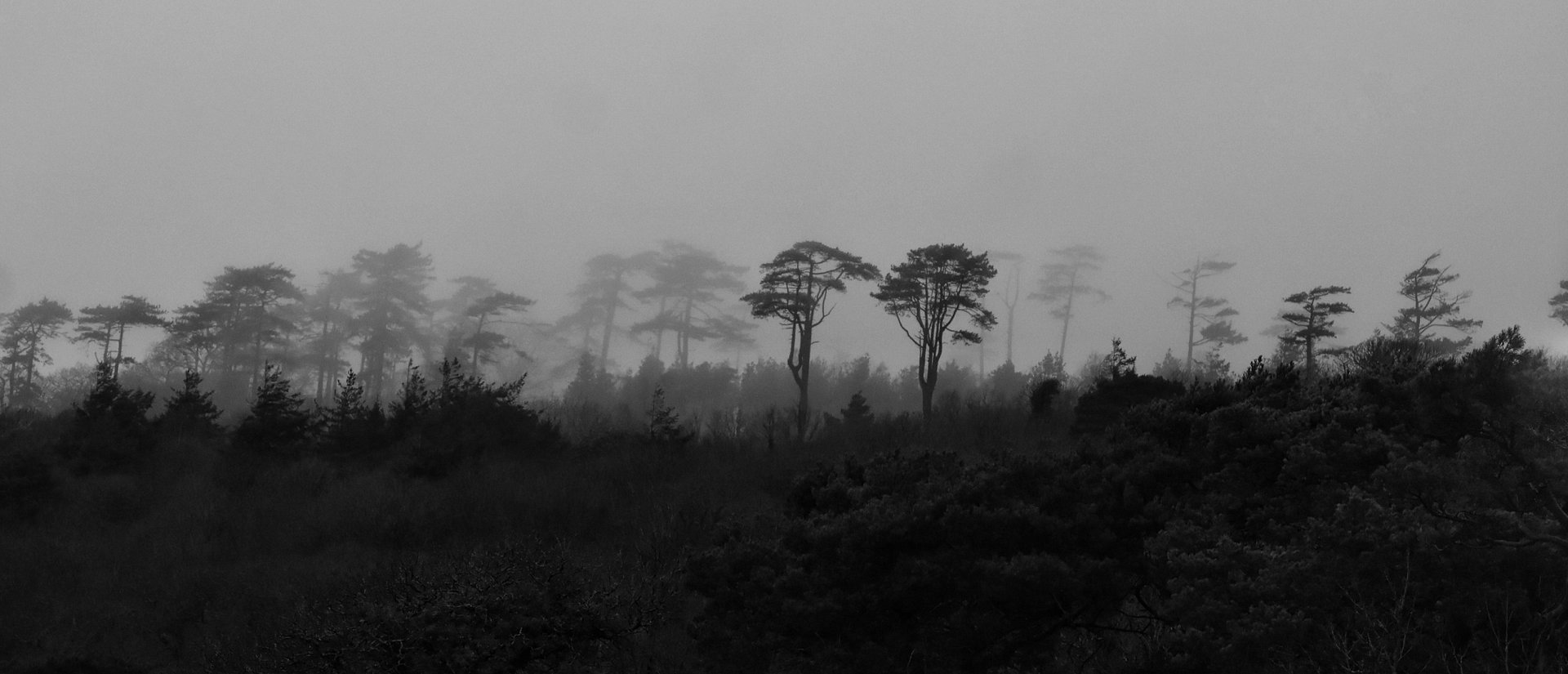Trees in darkness product image (1)