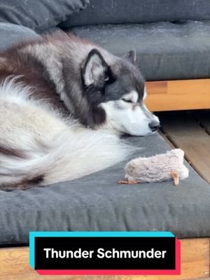 I can’t believe I’m saying this, but sometimes I wish Huskies were a little ✨less chill.✨ 🐺⛈️🥱 #siberianderpskies #husky #siberianhusky #dogsoftiktok #huskiesoftiktok 