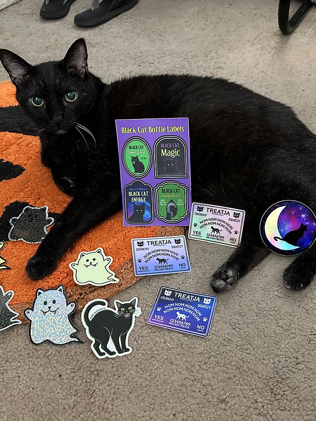 Halloween & Spooky Cats