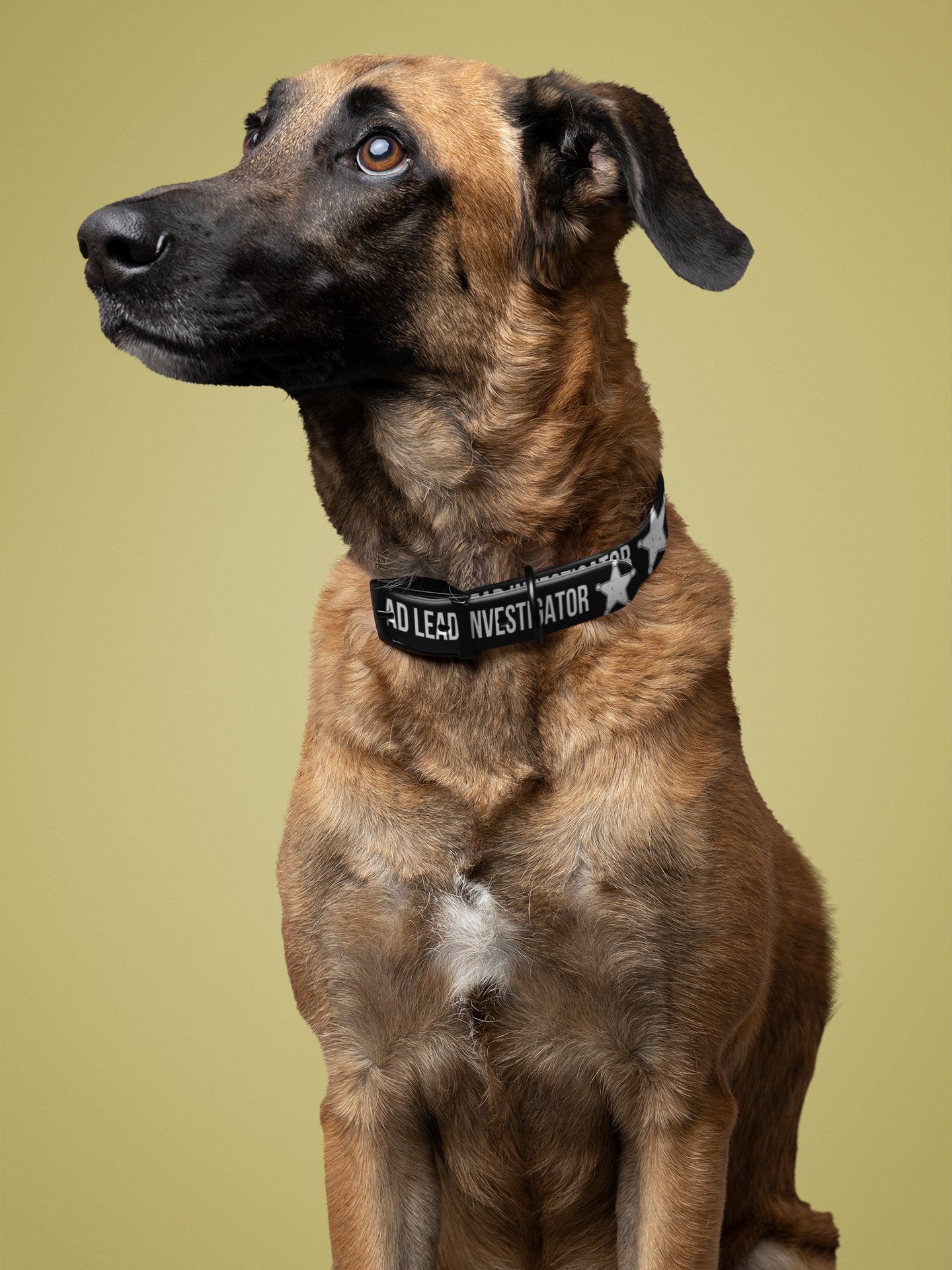 Sofa Squad Lead Investigator Dog Collar product image (3)