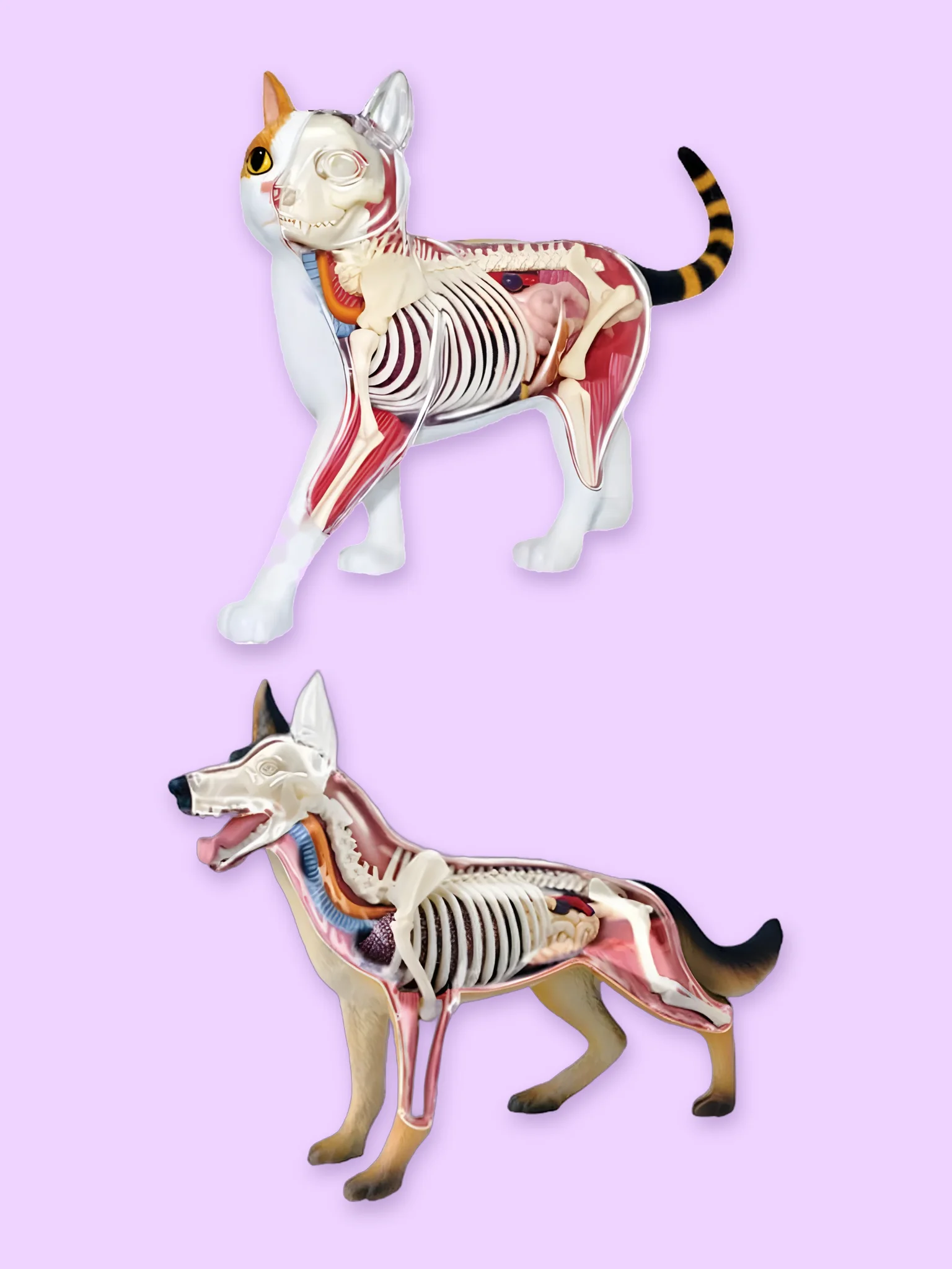 Cat and Dog Anatomy Model Set product image (1)