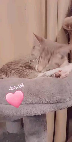 Shellbee being to cute
