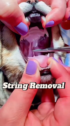 String Removal Surgery 😷🪡
Get your practice kits and merch through link in bio ⬆️
#medicalinstagram #veterinariansofinstagram...
