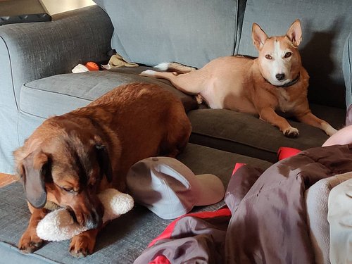 I don't know what I would do without these spoiled brats. 😍