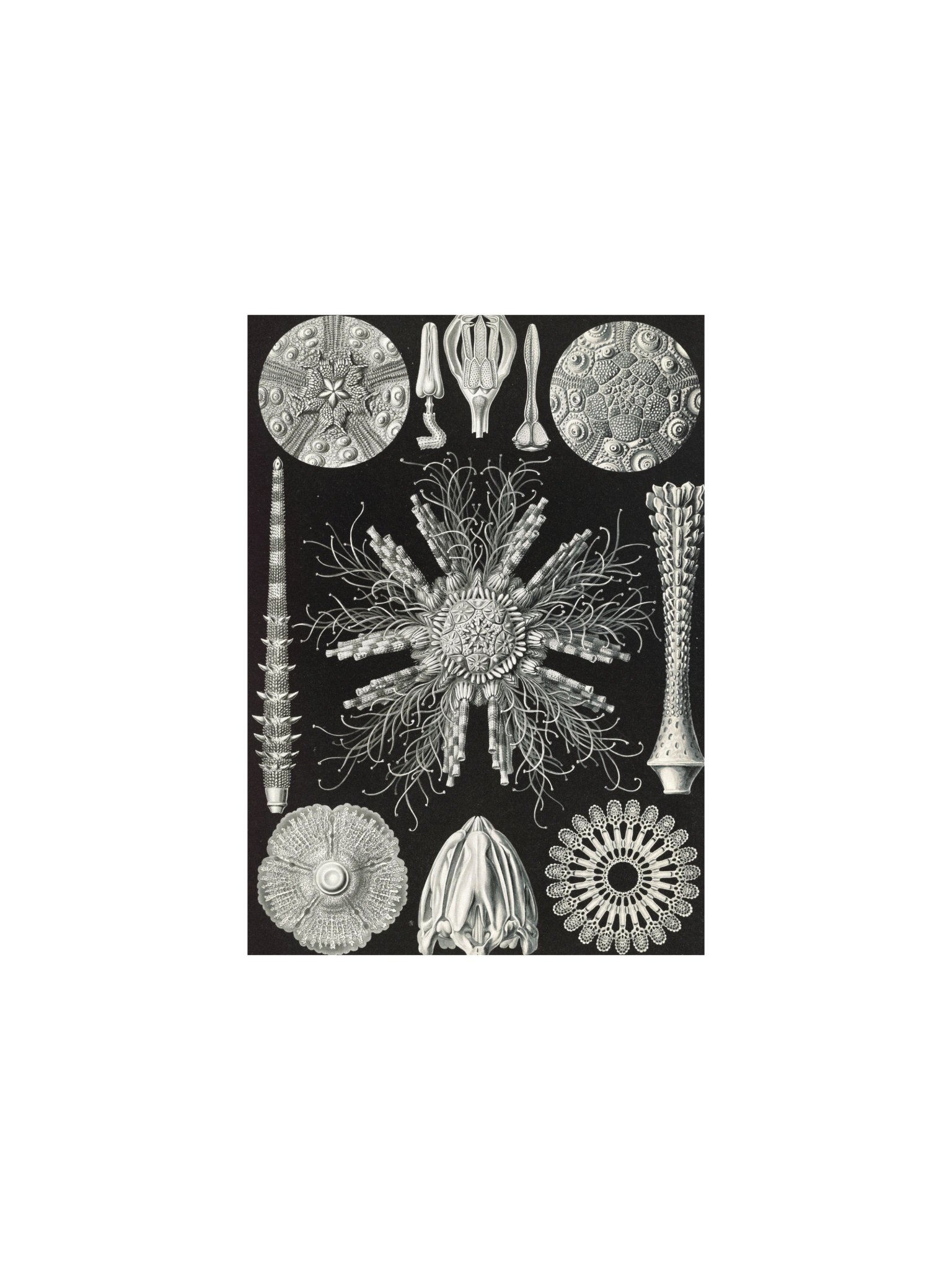 Sea Urchins Antique Zoological Art Print product image (3)