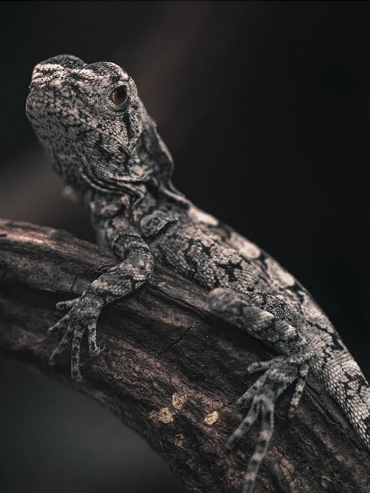 Baby Frilled Dragon product image (1)