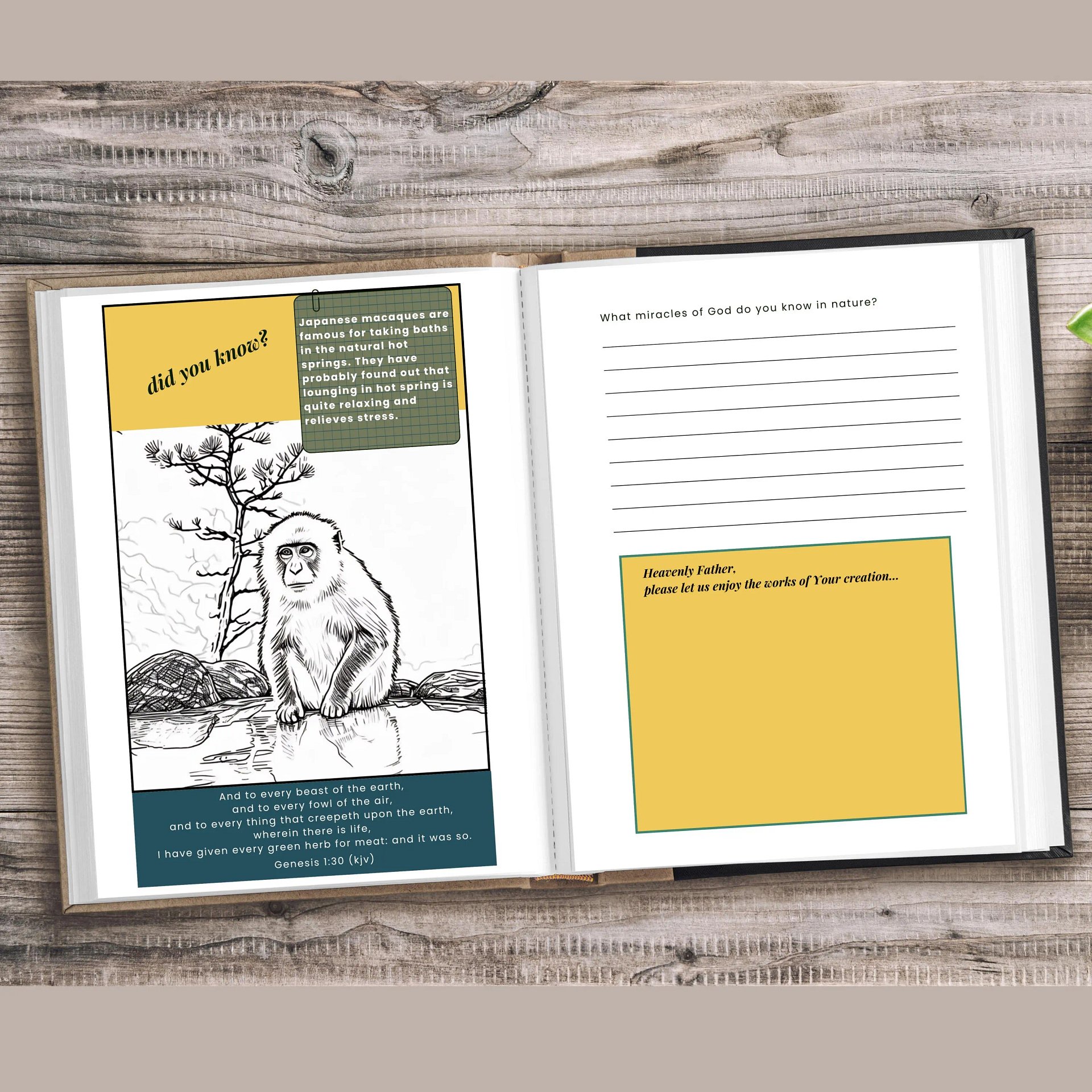 Nature’s Colorful Wonders Bible Inspired Biology Study Book for Kids (43 pages) product image (3)