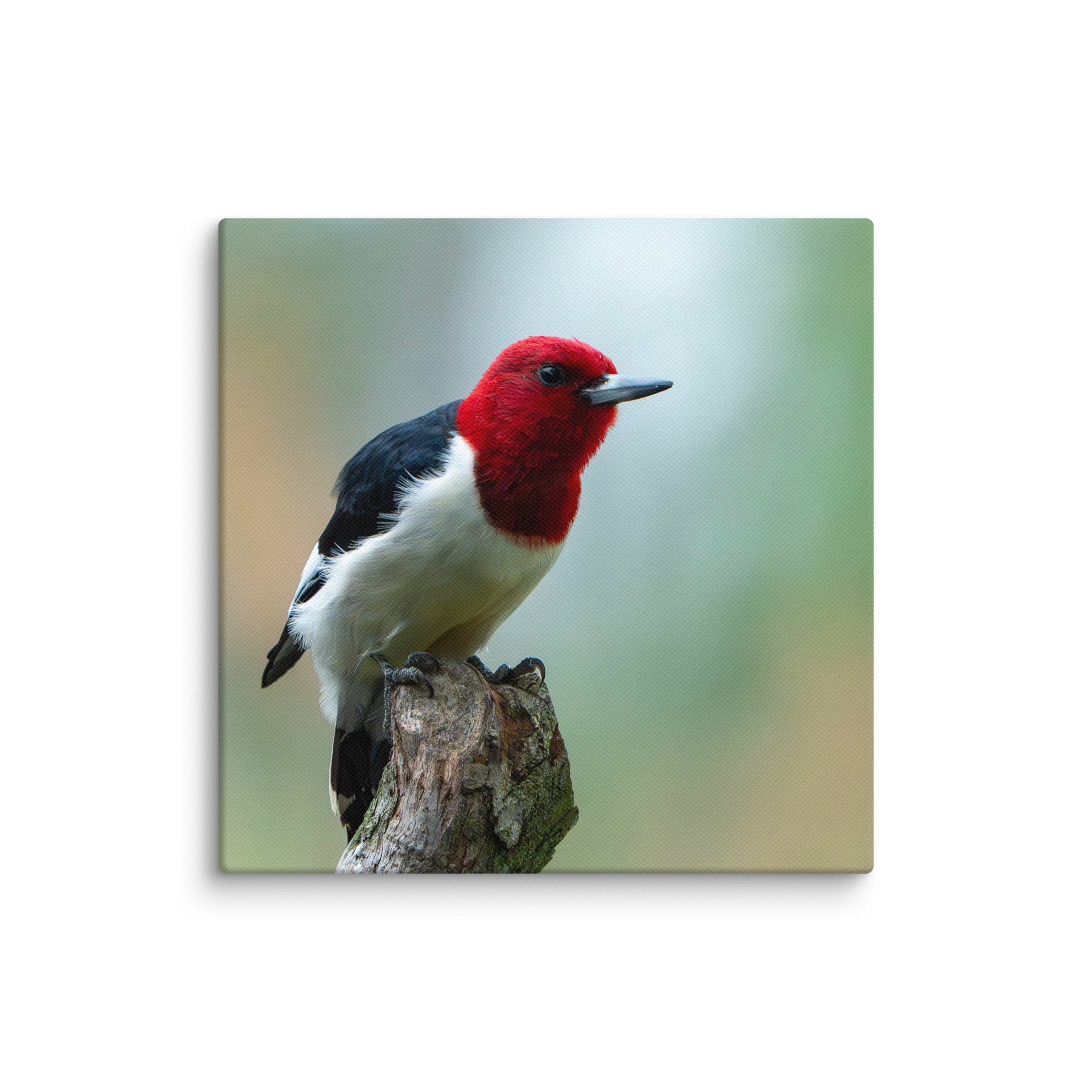 Woodpecker Leaning to Jump product image (16)