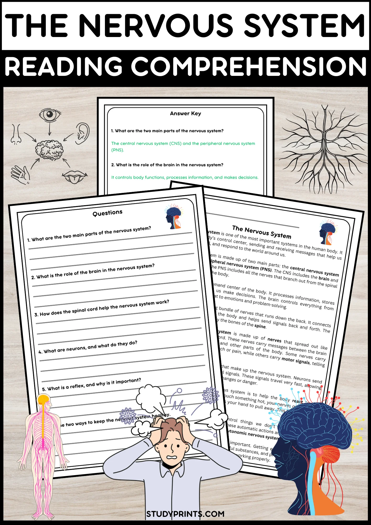 Nervous System Reading Passage with Comprehension Questions | Human Body Science Activity product image (1)