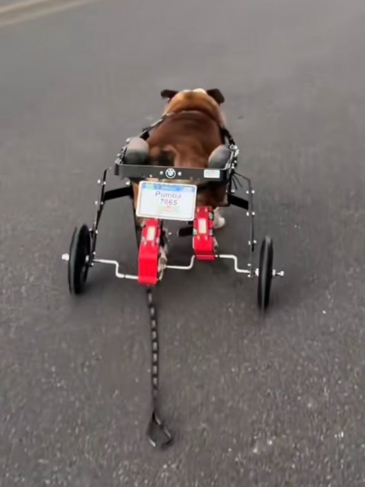 Rehab Wheelchair with Pedals for Dogs and Cats (Hind-Leg Rehabilitation) product image (2)