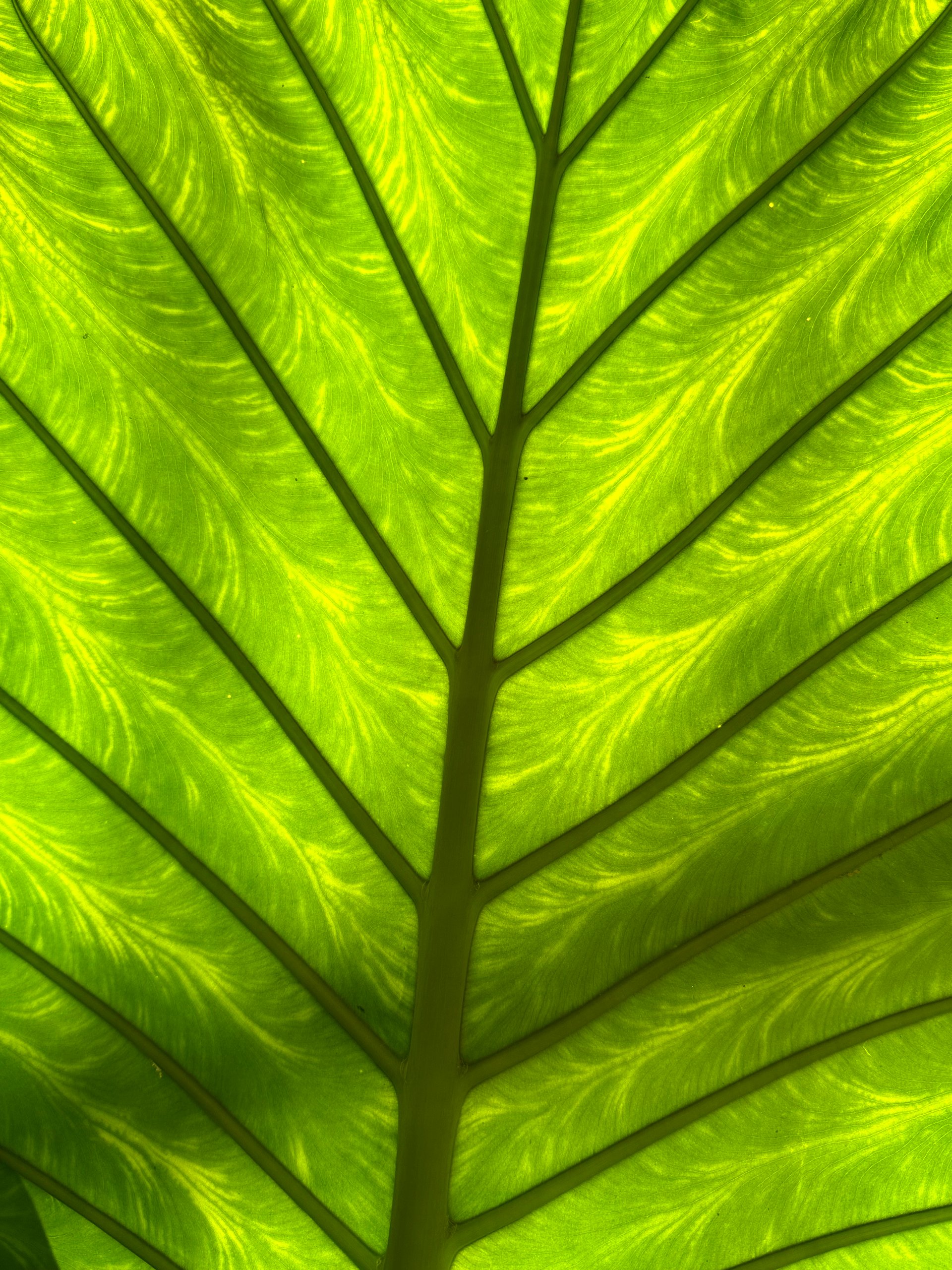 Green Leaf Wallpaper product image (1)