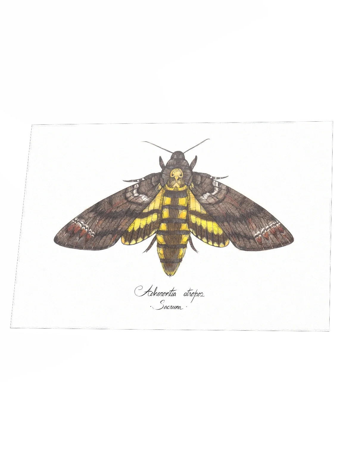 Acherontia Atropos • Print product image (2)