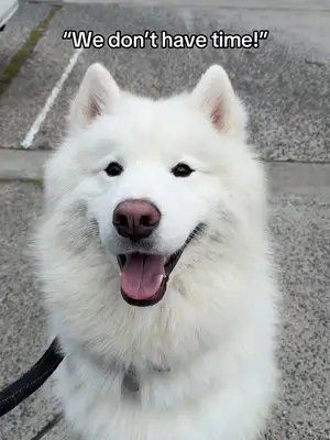 #husky #dogsoftiktok #doggydaycare 