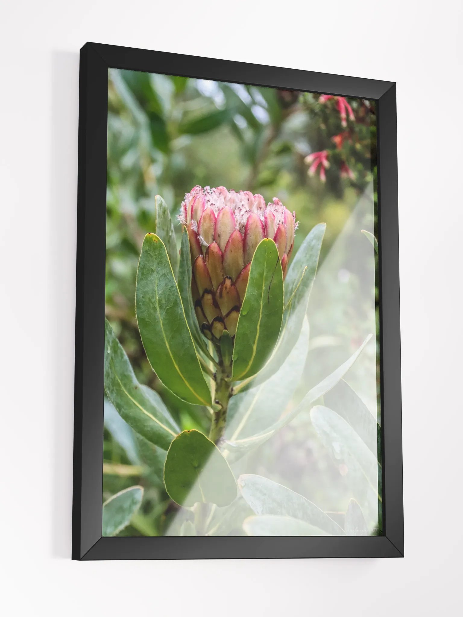 Print Fine Art - Susara The Hidden Bloom product image (5)