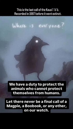 We have a duty to protect the animals who cannot protect themselves from humans.

Let there never be a final call of a Magpie...