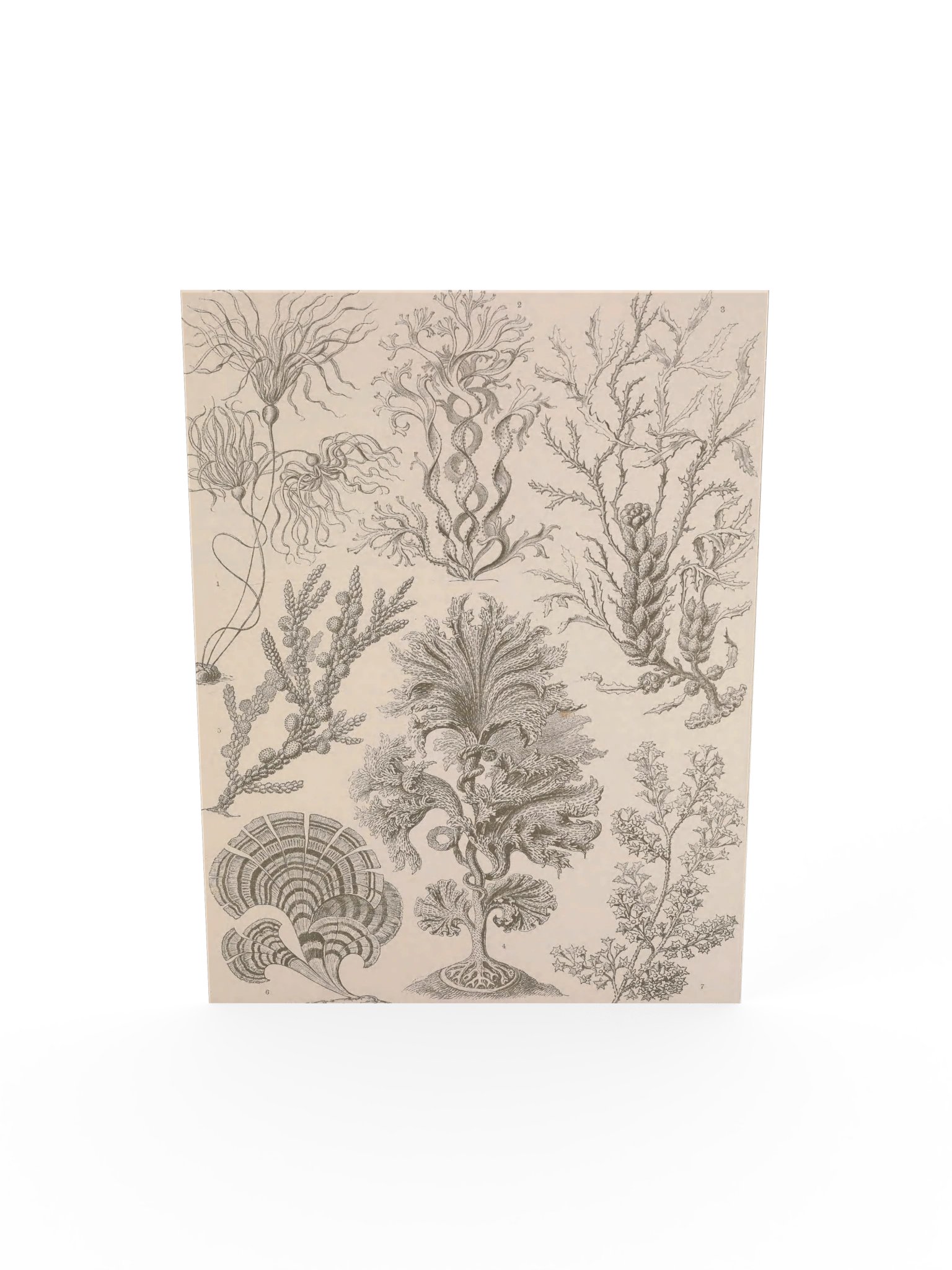 Fucoideae, Plate 15 – Haeckel Poster product image (5)