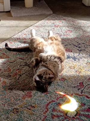 Queen Celine Odette Dijon. My velcro baby. You rescued me. #catsoftiktok #catlady #rescuecatsoftiktok 