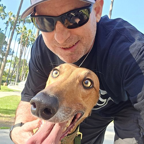 Apollo the greyhound