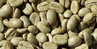 Coffee Bean