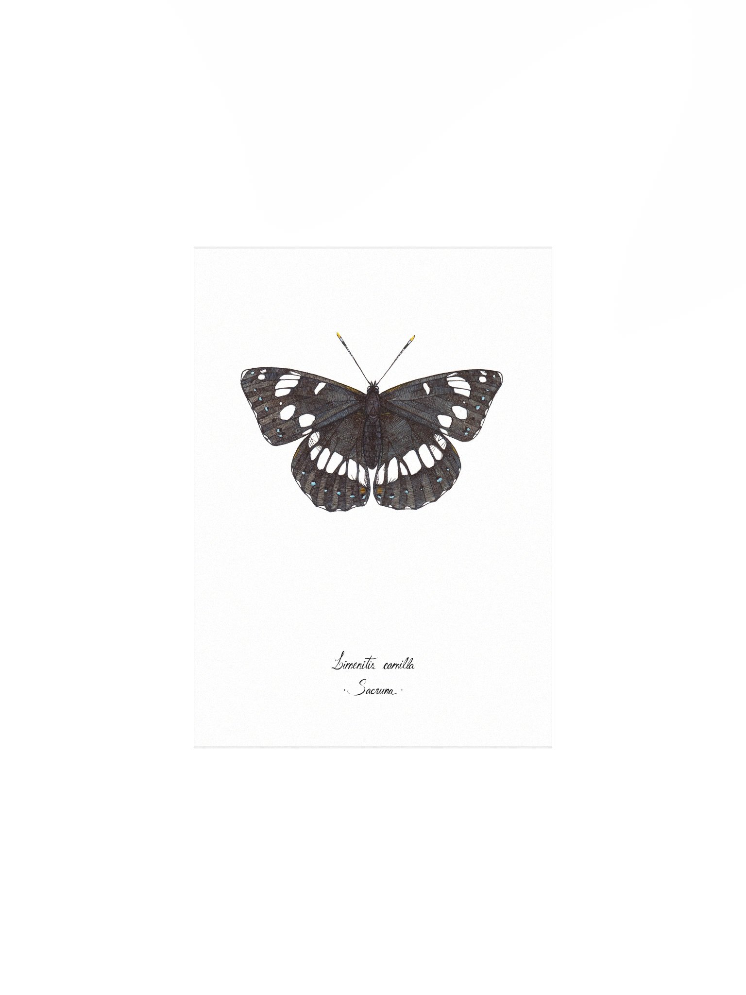 Limenitis Camilla • Print product image (2)