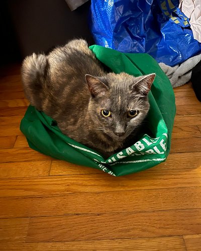 If there's a bag or box on the floor, this cat will find it! Happy Saturday (Caturday?) from Bella!