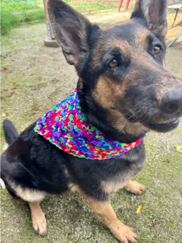Crochet Moss Stitch Dog Bandana Pattern product image (2)