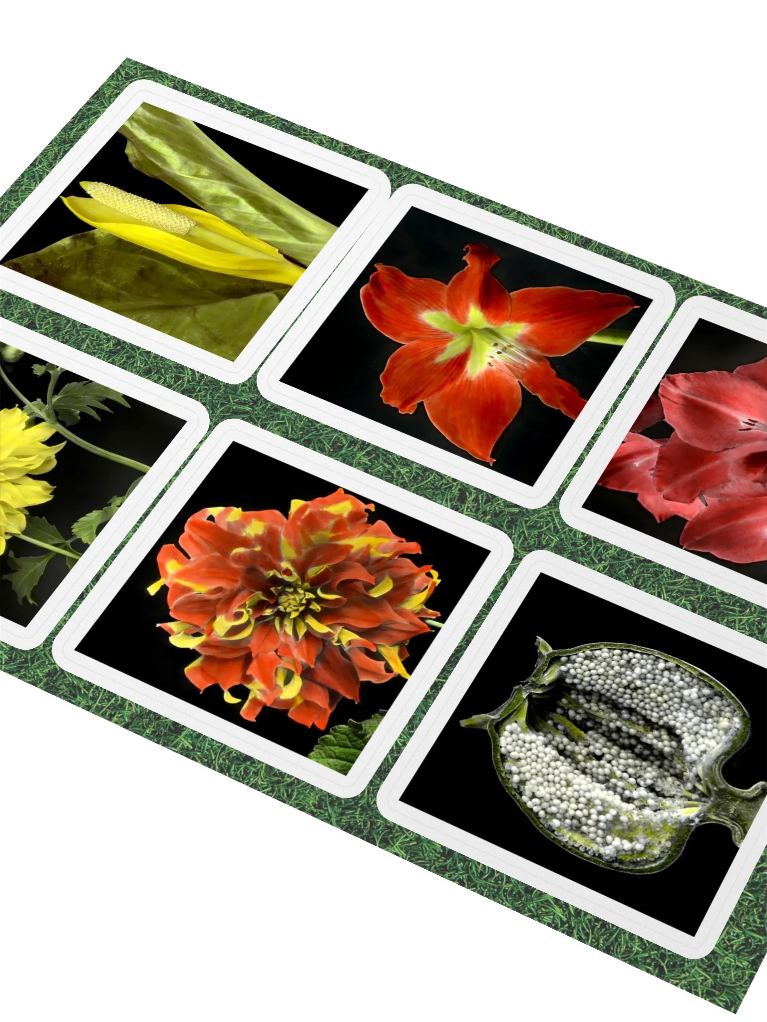 6 fleurs de William Copeland McCalla • planche A5 product image (2)