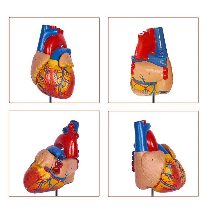 Life-Size Anatomical Heart Model product image (2)