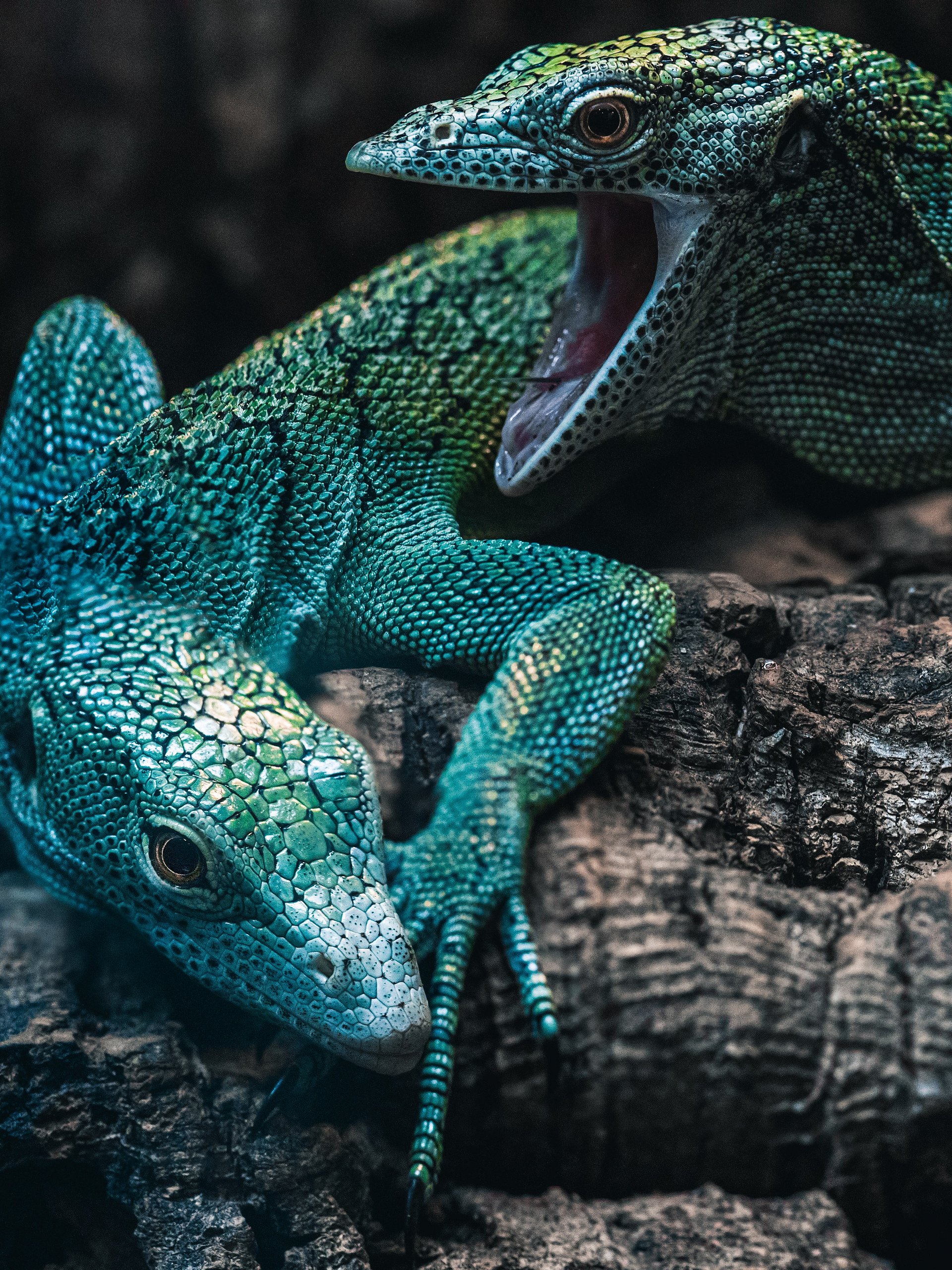 Pair Of Blue Green Tree Monitors product image (1)