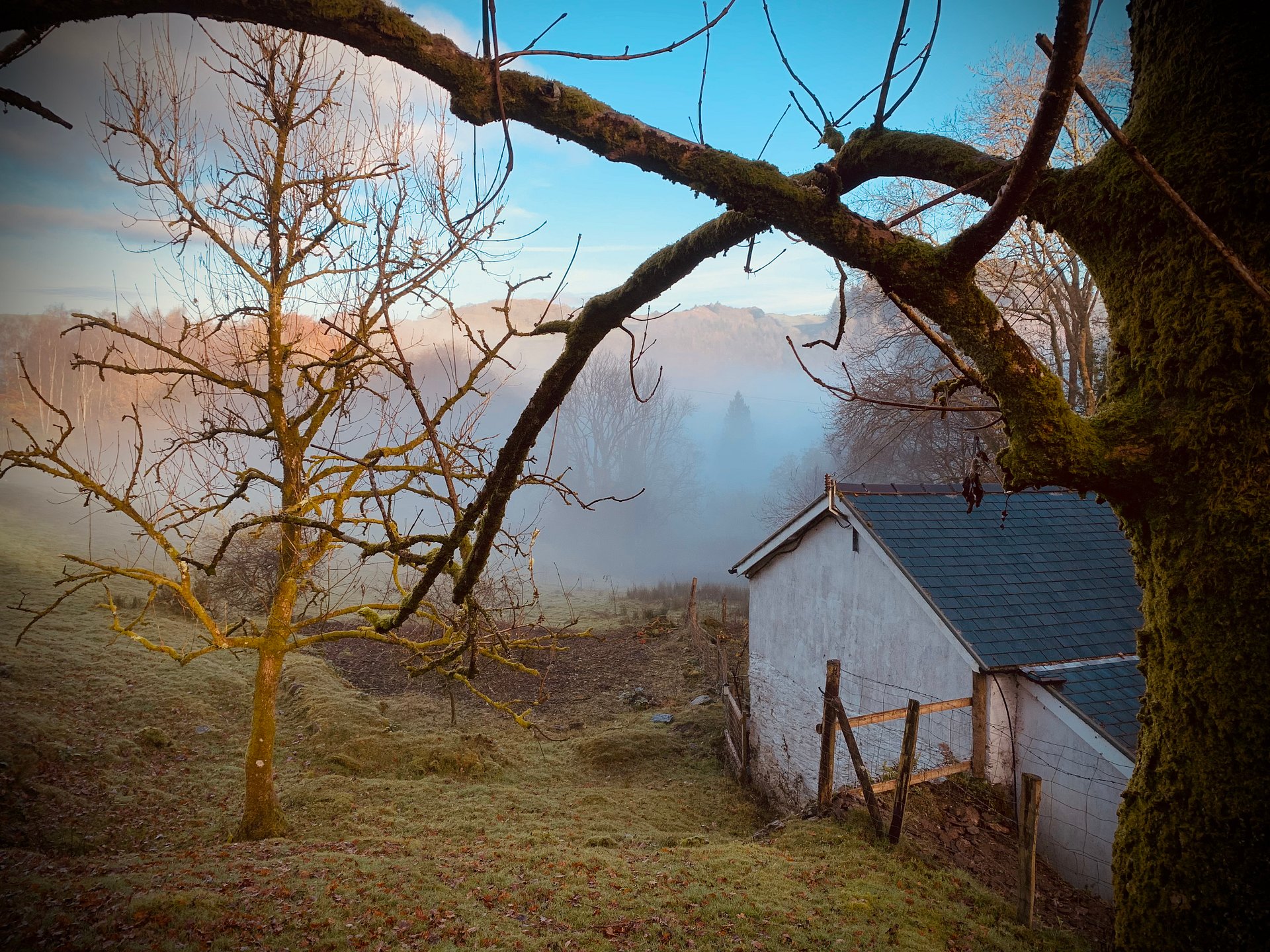 The Old Tree Dances For The Dragons Breath product image (1)