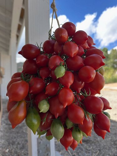 We will be at Alturas Farmers Market tomorrow from 9-12 at the Veteran’s Memorial Park. Stop by for sweet corn, blackberries,...