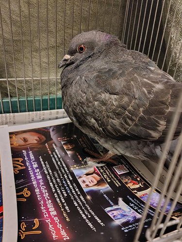Newest patient.
Mauled by a crow. Will fly again with a bit of rest, food and time.