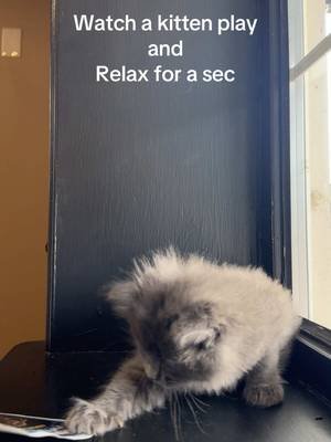 This is your regularly scheduled eye bleach. Enjoy. #cat #cute #friends 
