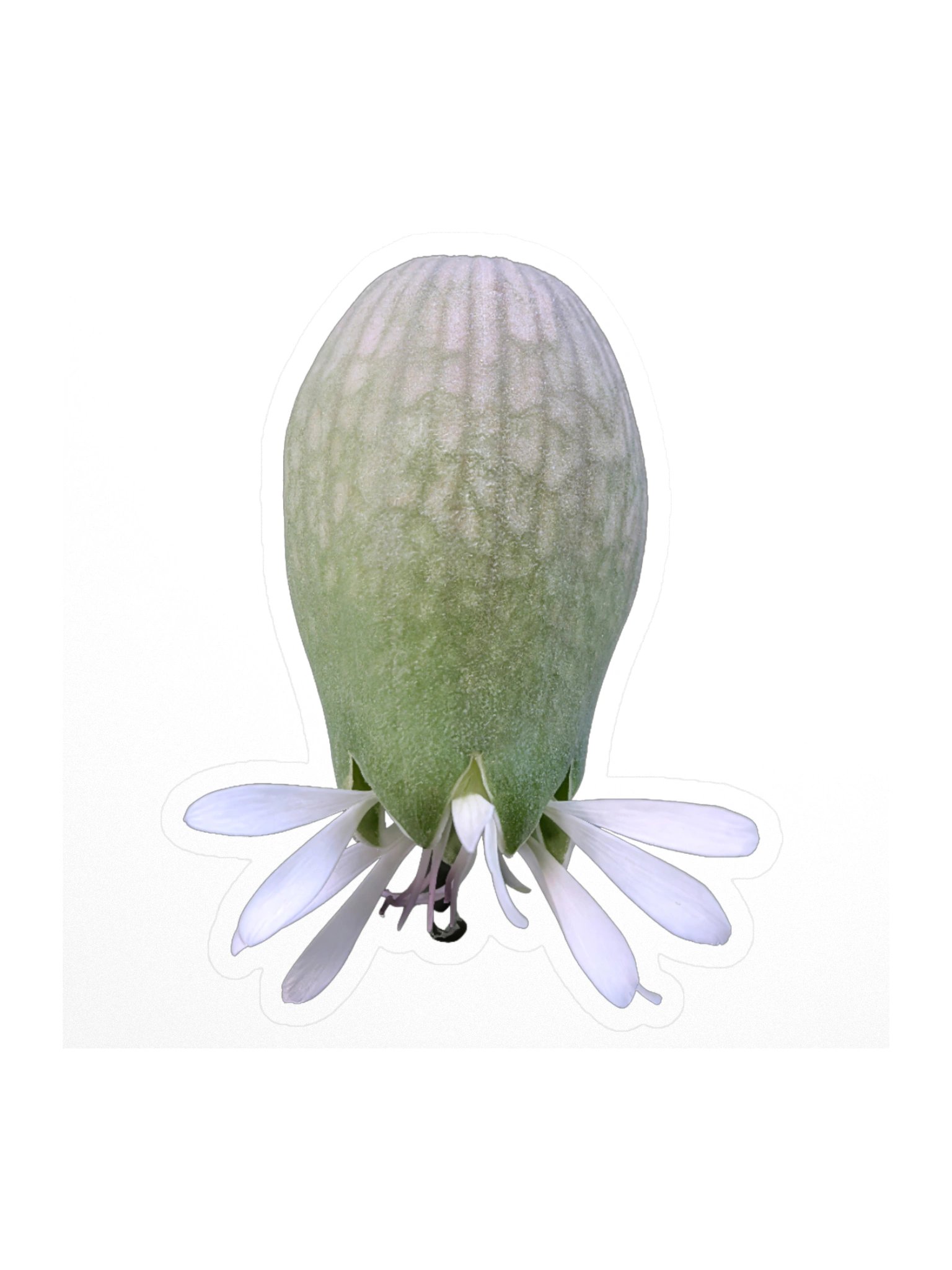 White Wildflower Sticker – Real Macro Photography product image (5)